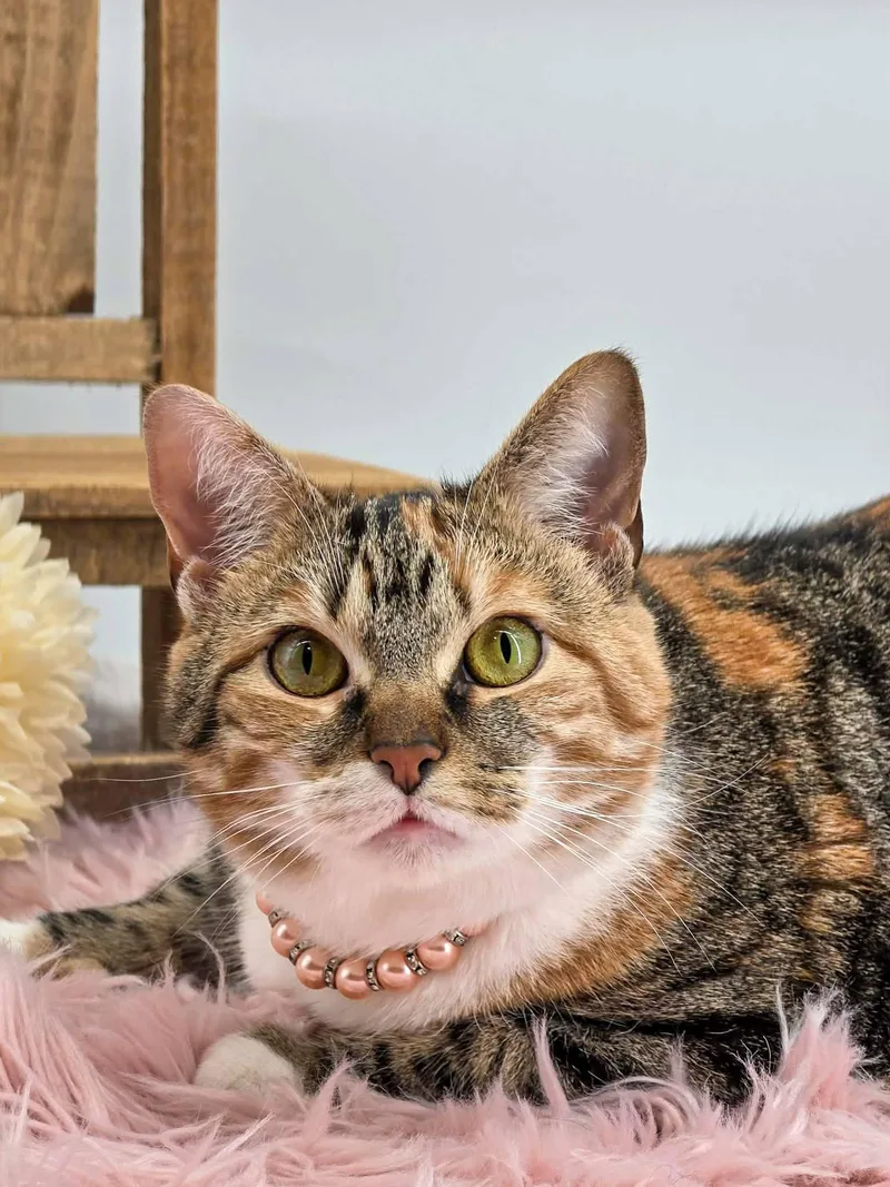 Kaleidocat thumbnail 4