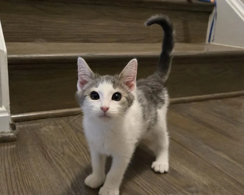 A baby small-sized male Gray & White Domestic Short Hair cat named Freddie for adoption in Greenbelt, MD