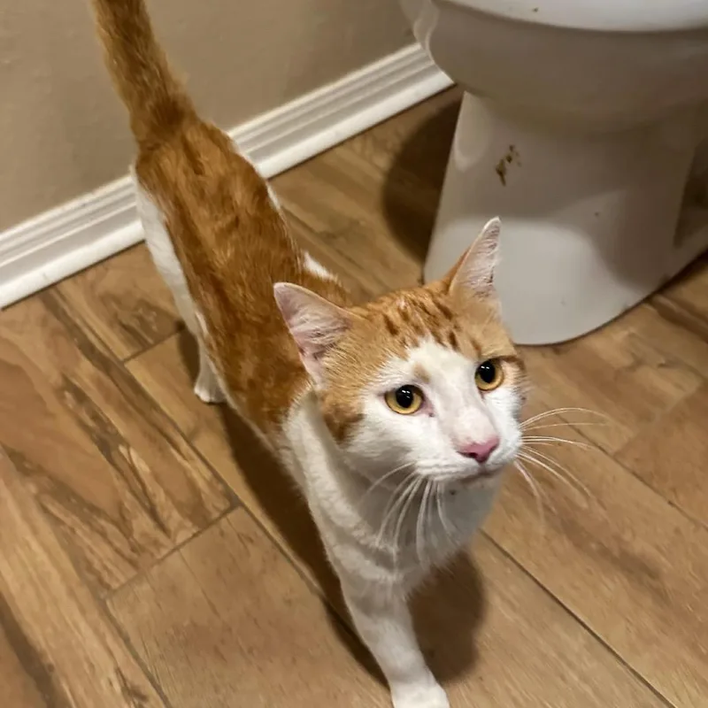 An adult small-sized male Domestic Short Hair cat named Niko for adoption in Waco, TX
