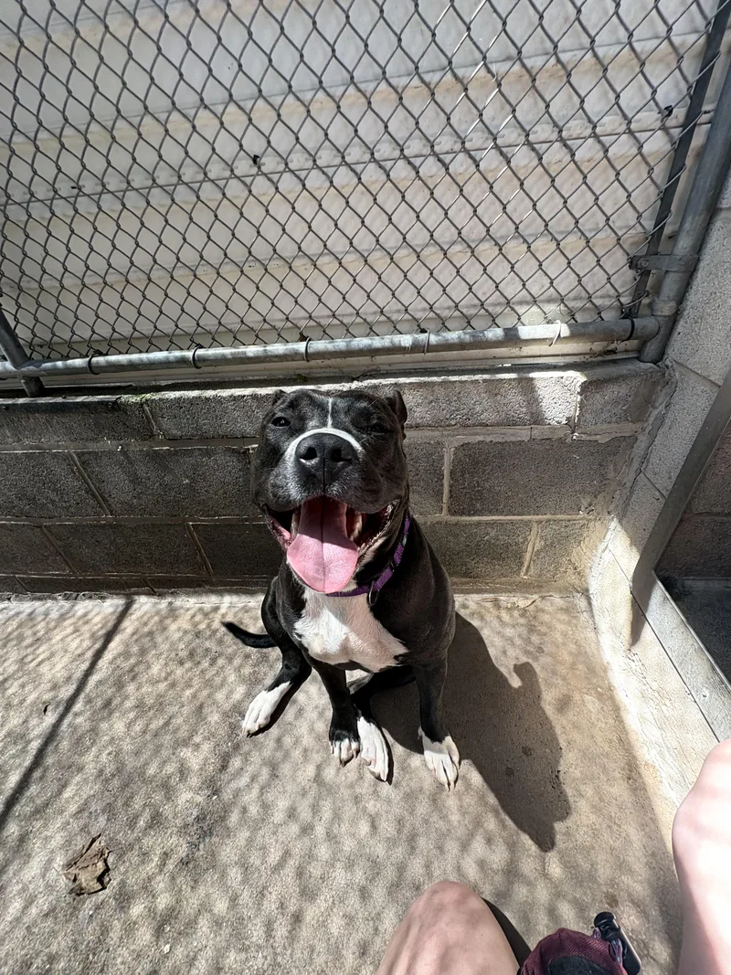 A young large-sized female Black Pit Bull Terrier dog named Nala for adoption in Dillsburg, PA
