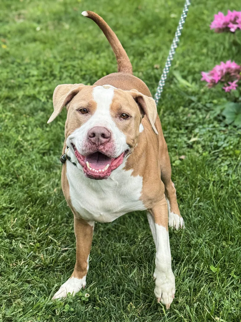 An adult large-sized male Brown / Chocolate Pit Bull Terrier dog named Falcor for adoption in Anderson, IN