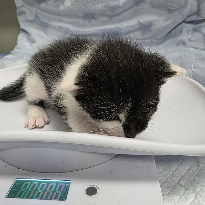 A baby small-sized female White Domestic Short Hair cat named Lorelai for adoption in Jupiter, FL