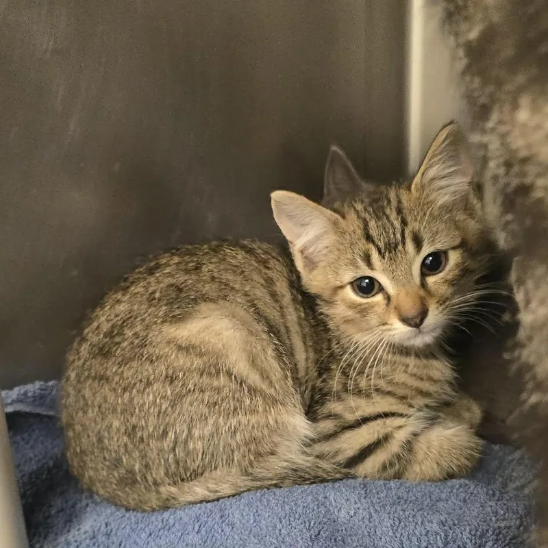 A baby medium-sized female Tabby (Buff / Tan / Fawn) Domestic Short Hair cat named Coco for adoption in Orange, VA