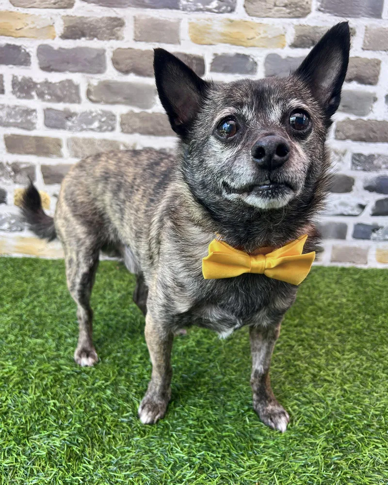 A senior small-sized male Chihuahua dog named Alfalfa for adoption in Corona, CA