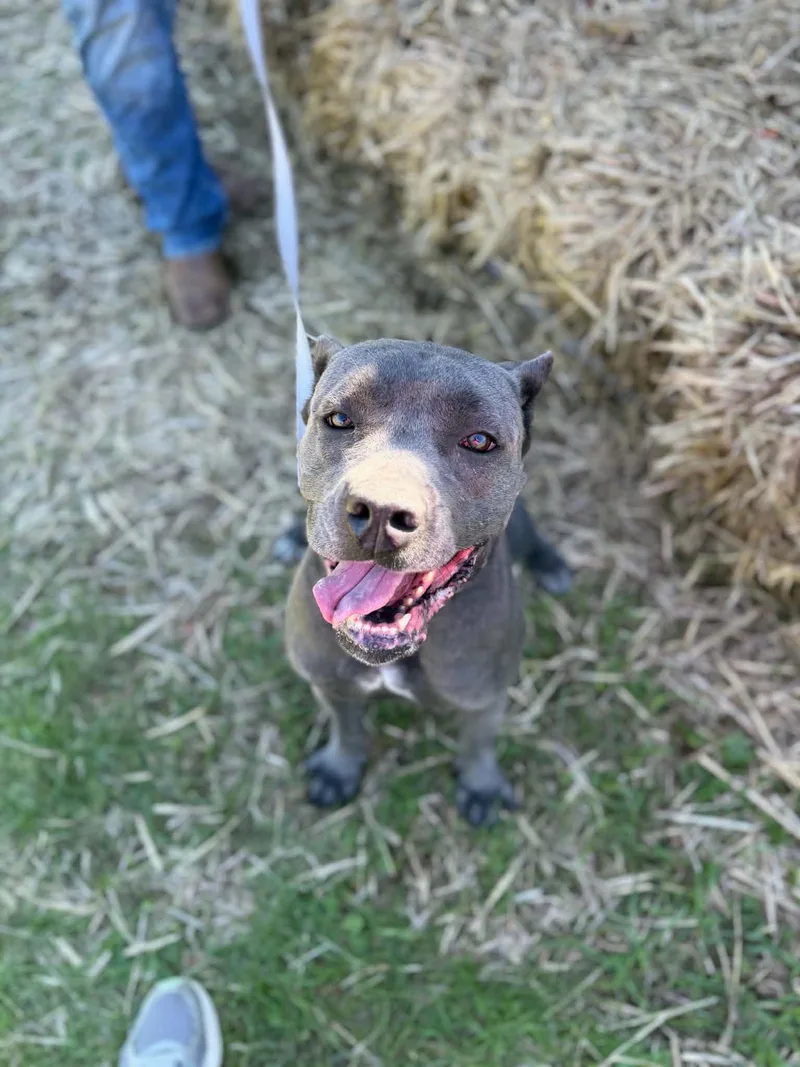 An adult large-sized female Cane Corso dog named Millie for adoption in Dysart, IA
