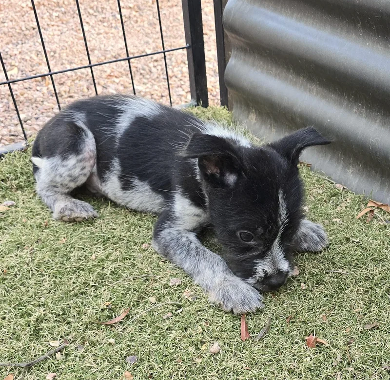 A baby medium-sized male Australian Cattle Dog / Blue Heeler dog named Mario for adoption in Apache Junction, AZ