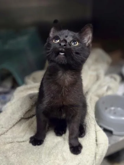 A baby small-sized female Domestic Short Hair cat named Chamomile for adoption in Westland, MI