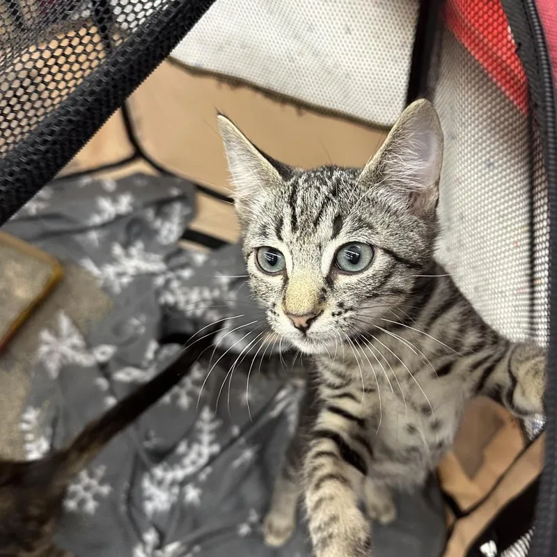 Marley  Ox Bottom thumbnail 3