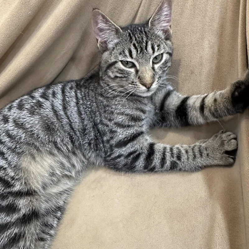 Marley  Ox Bottom thumbnail 4