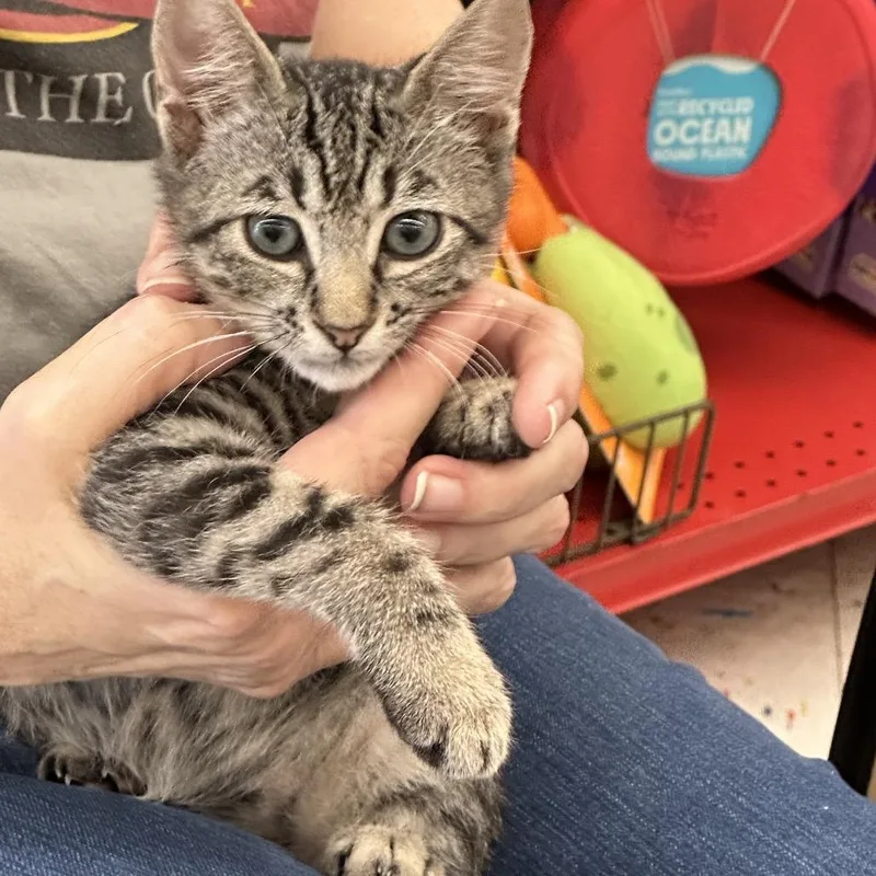 Marley  Ox Bottom thumbnail 5