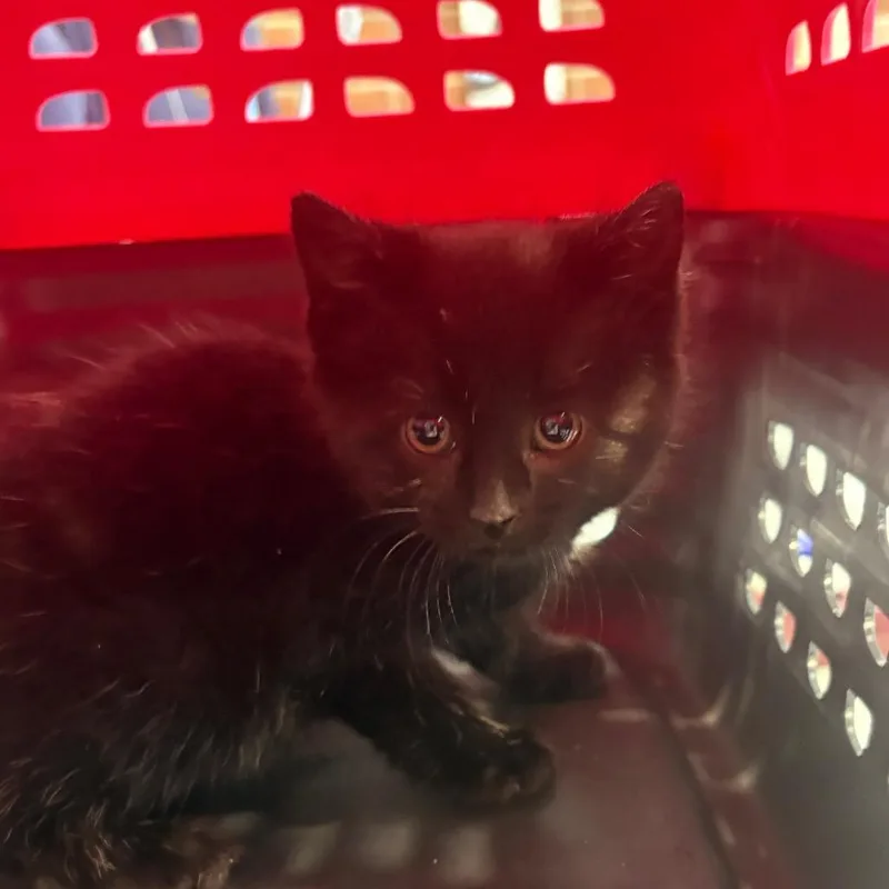 A baby small-sized female Black Domestic Short Hair cat named Nazuna for adoption in Allentown, PA