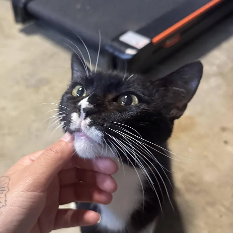 An adult small-sized female Black Domestic Short Hair cat named Nibbles for adoption in Long Beach, CA