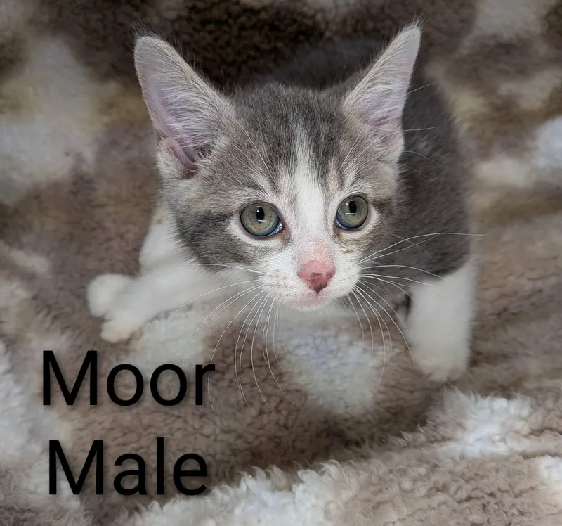 Moor thumbnail 2