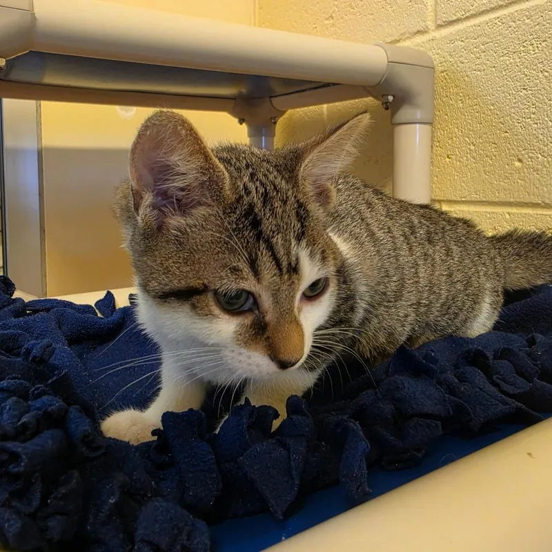 A baby small-sized female Brown / Chocolate Domestic Short Hair cat named Ziggy for adoption in Naples, FL