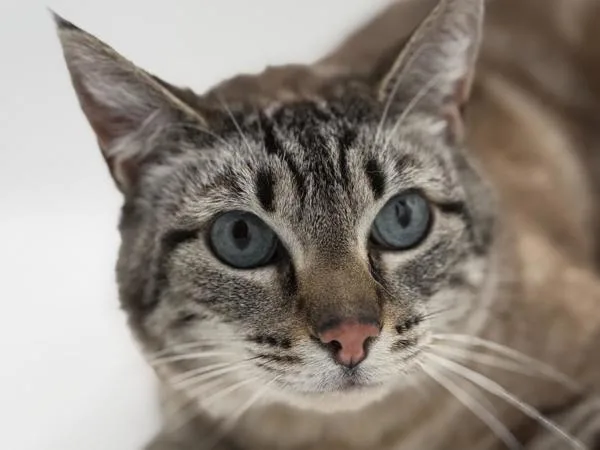An adult small-sized female Domestic Short Hair cat named Pearl for adoption in Portland, OR