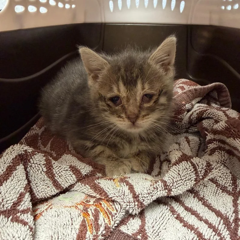 A baby small-sized female Gray / Blue / Silver Domestic Short Hair cat named Tabitha The Tabby for adoption in DeKalb, IL