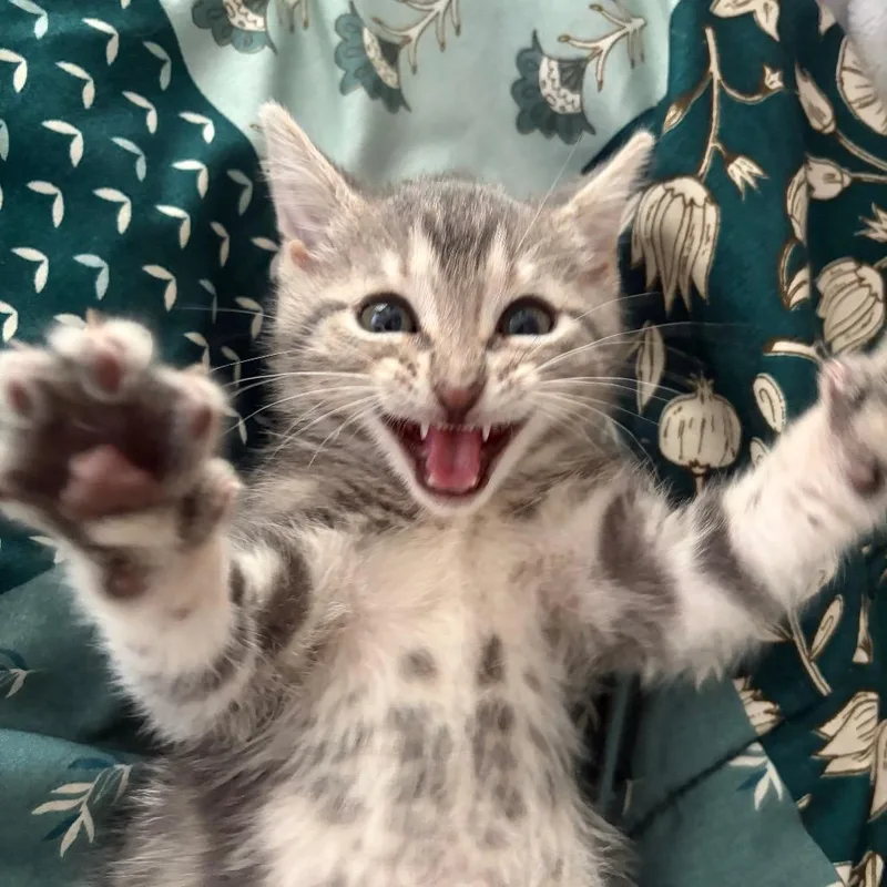 Tabitha The Tabby thumbnail 2