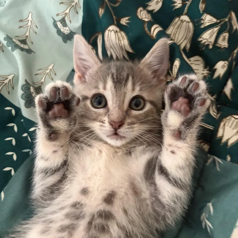 Tabitha The Tabby thumbnail 3
