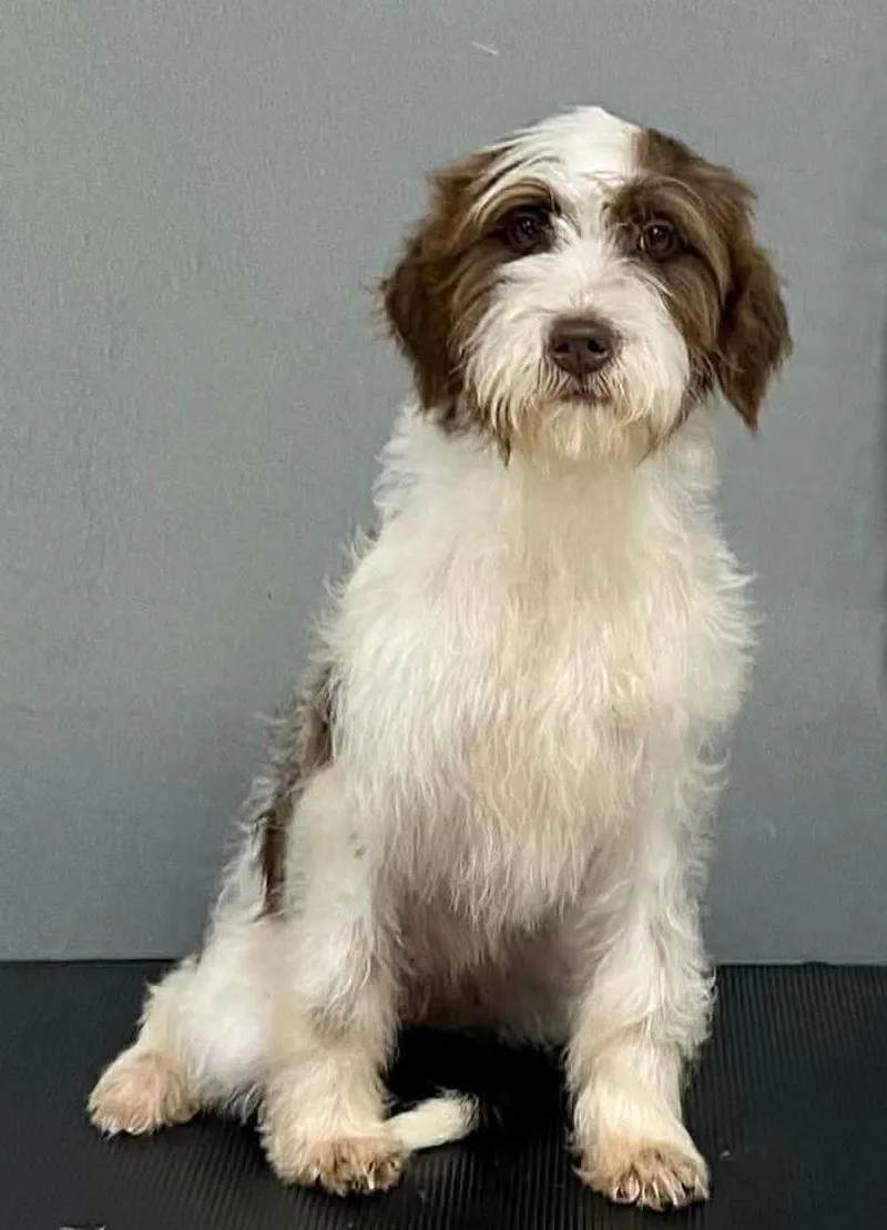 A baby medium-sized female Aussiedoodle dog named Bonnie for adoption in Walker, LA