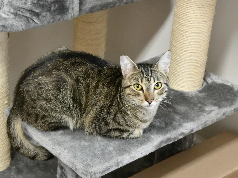 A young medium-sized female Tabby (Buff / Tan / Fawn) Domestic Short Hair cat named Mrs. Kipling for adoption in Fairhope, AL