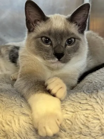 Milo