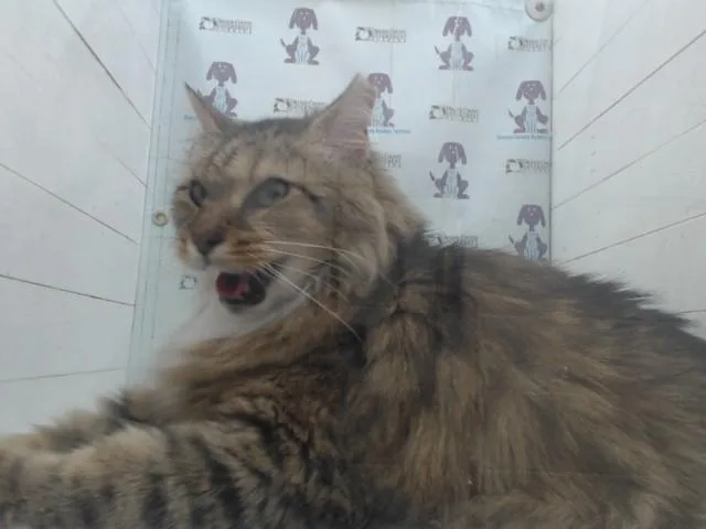 An adult large-sized female Domestic Long Hair cat named Butters for adoption in Orlando, FL