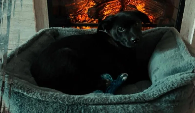 A baby small-sized female Black Mixed Breed dog named Violet for adoption in San Tan Valley, AZ