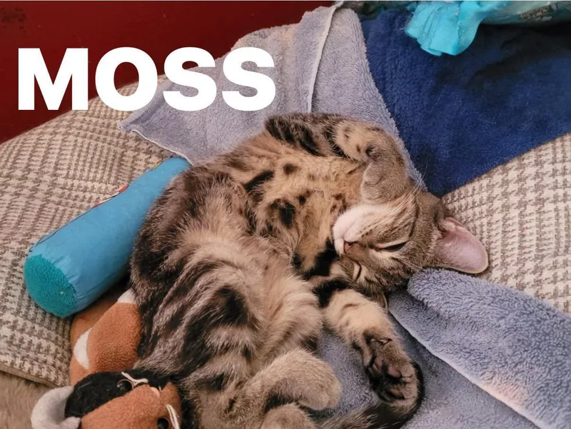 A baby medium-sized male Tabby (Brown / Chocolate) Domestic Short Hair cat named Moss for adoption in Lincoln, NE