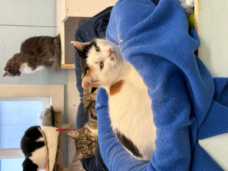 Keelanvery Shy thumbnail 2