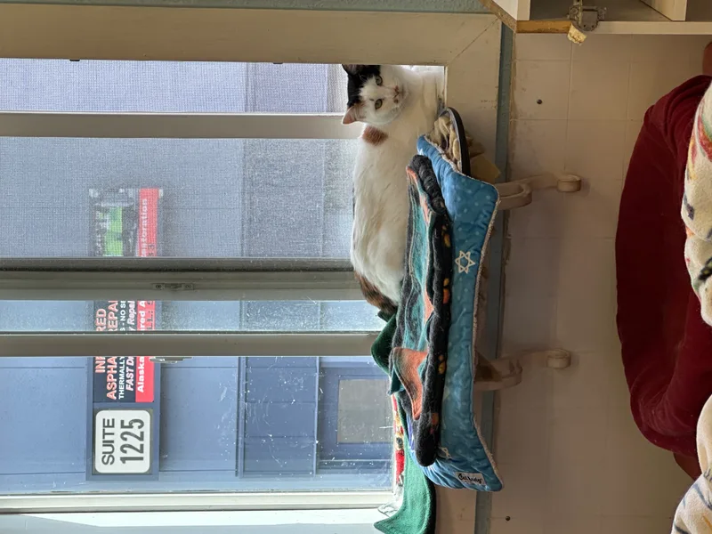 Keelanvery Shy thumbnail 3