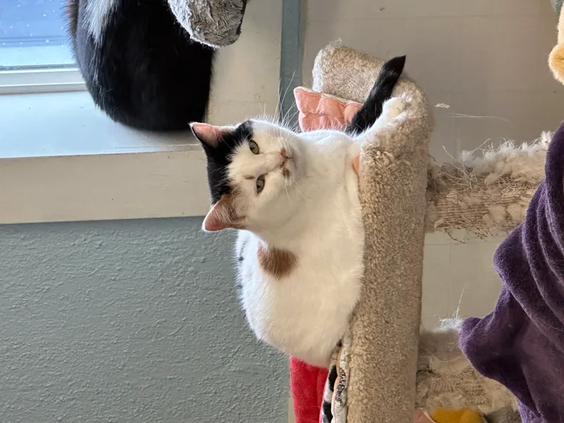 Keelanvery Shy thumbnail 5