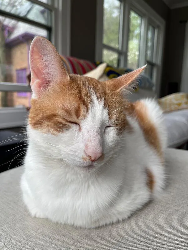 An adult medium-sized male Orange & White Domestic Short Hair cat named Leo for adoption in Kalamazoo, MI