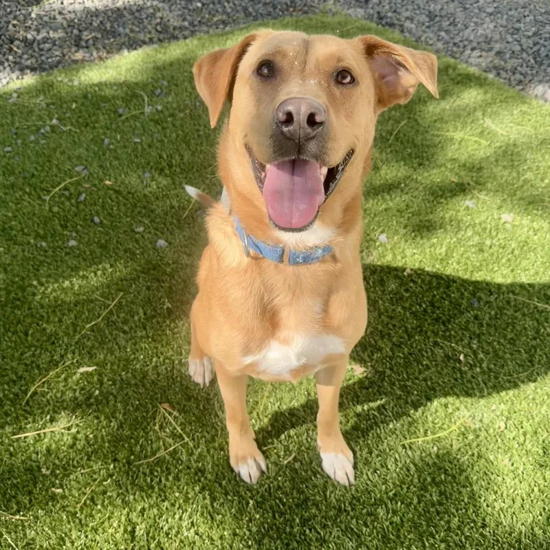 An adult large-sized female Yellow / Tan / Blond / Fawn Mixed Breed dog named Sriracha for adoption in Cranston, RI