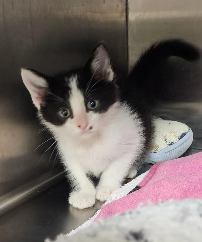 A baby medium-sized male Domestic Short Hair cat named Mars for adoption in Great Bend, KS