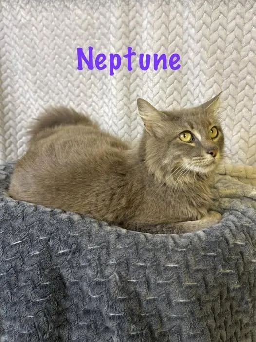 A young medium-sized female Gray & White Domestic Medium Hair cat named Neptune for adoption in Comfort, TX