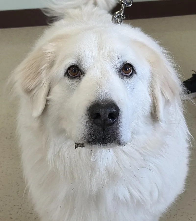 A senior large-sized male White / Cream Great Pyrenees dog named Chewy for adoption in Amery, WI