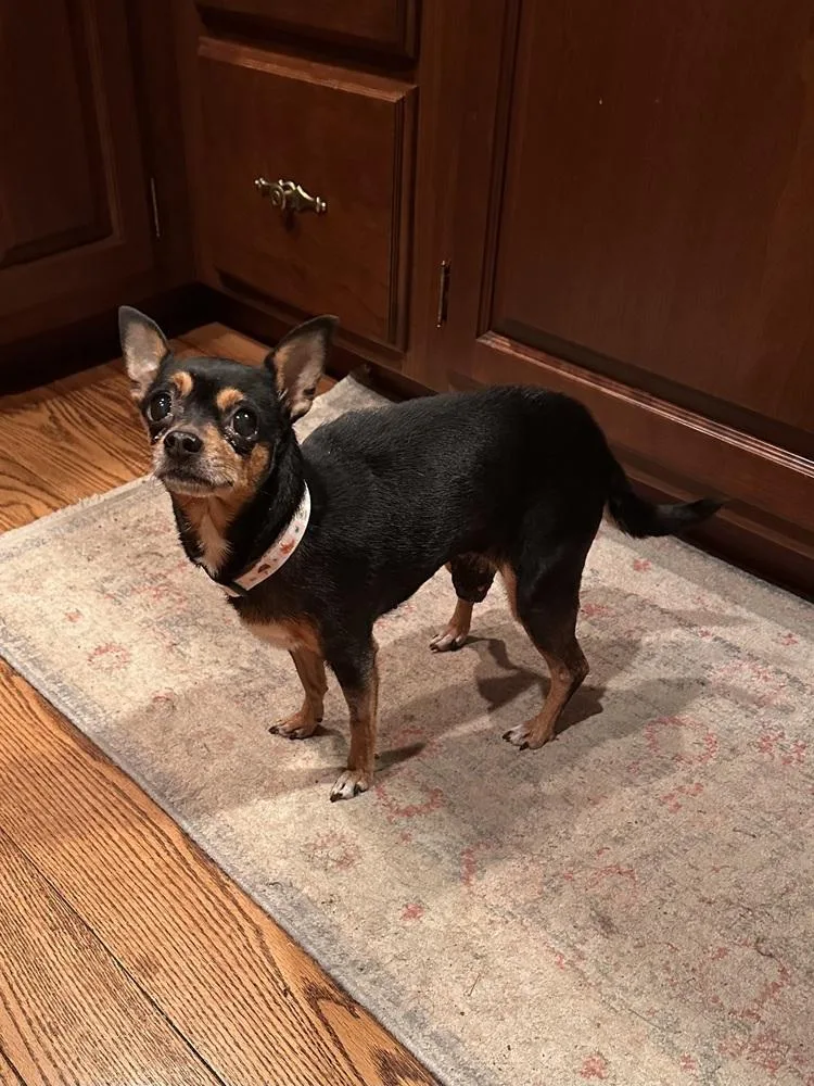 A senior small-sized female Brown / Chocolate Chihuahua dog named Solar for adoption in Pottstown, PA
