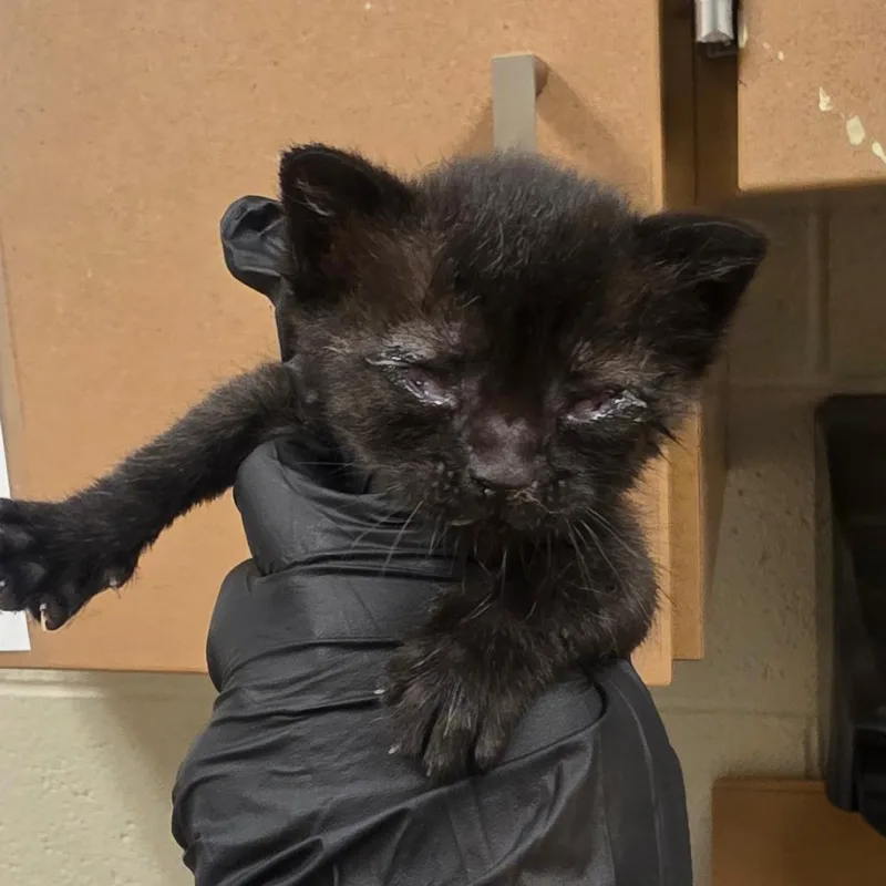 A baby small-sized male Black Domestic Short Hair cat named Hashbrown for adoption in South Elgin, IL