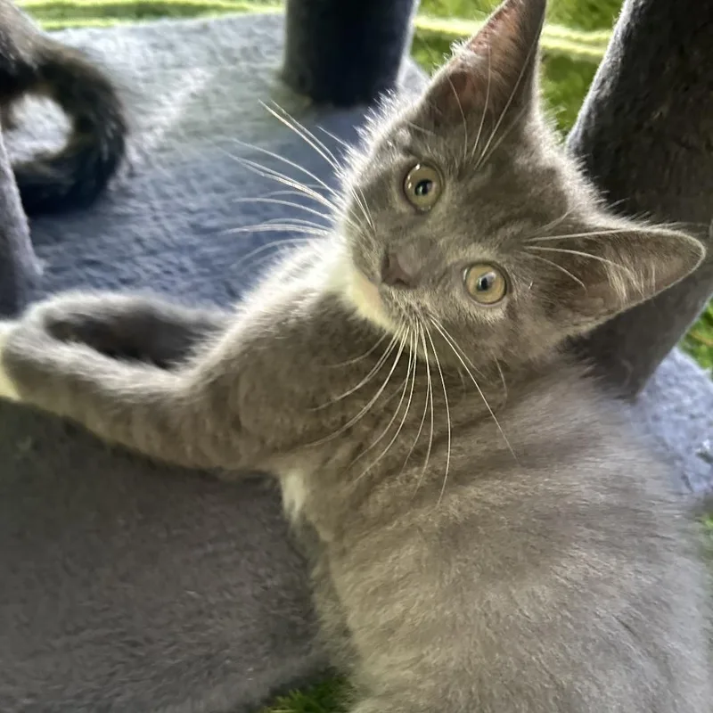 A baby small-sized male Gray / Blue / Silver Domestic Short Hair cat named Smokie for adoption in Carmel, IN