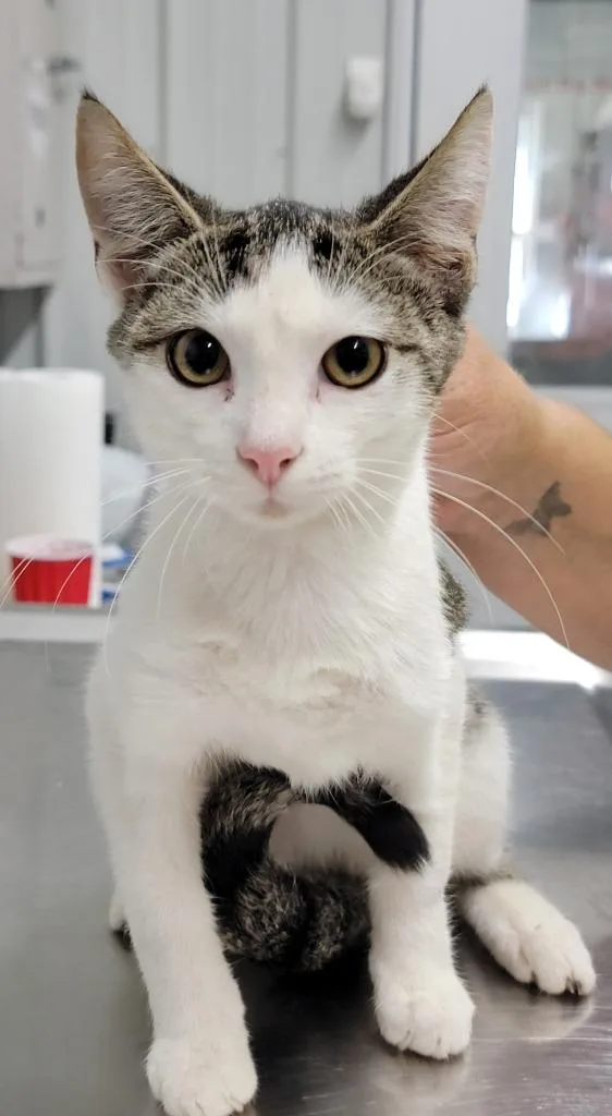 A baby small-sized male Domestic Short Hair cat named Scotty for adoption in Hillsdale, IN