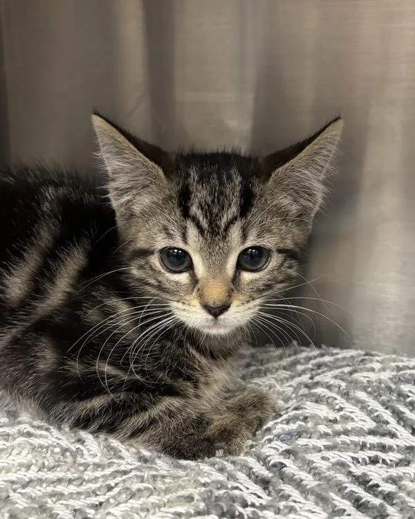 A baby small-sized female Domestic Short Hair cat named Dependable Daisy for adoption in Richmond, VA