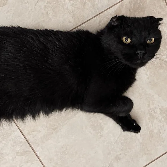 An adult large-sized male Black Bombay cat named Slinky for adoption in Miami, FL