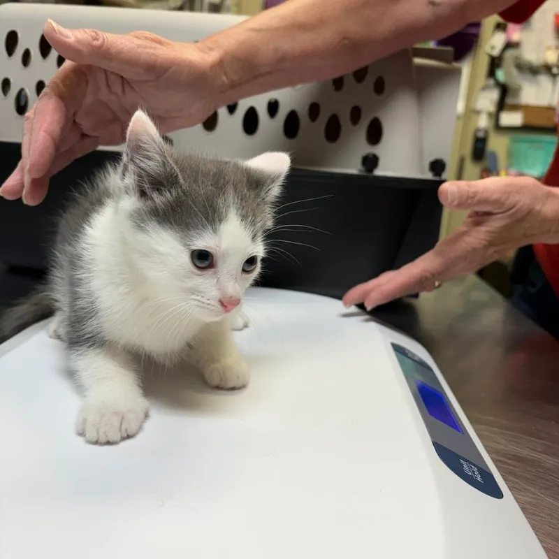 A baby small-sized female Gray / Blue / Silver Domestic Short Hair cat named Abigail for adoption in Columbus, NC
