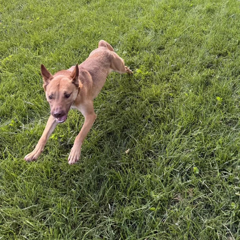 Hazel thumbnail 2