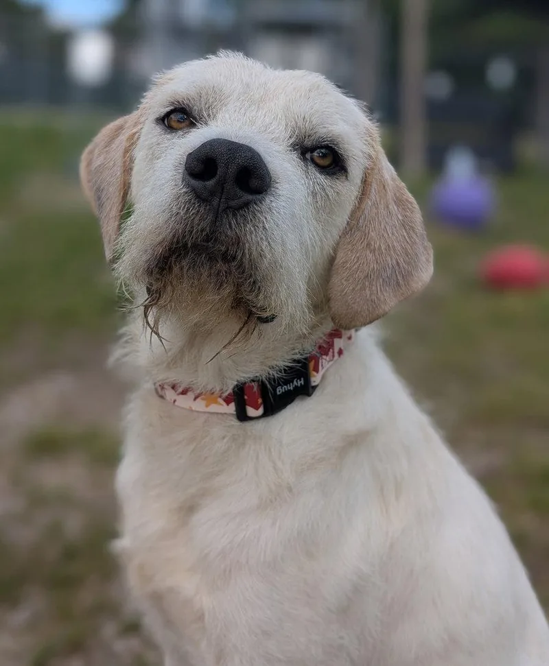 An adult medium-sized male Labrador Retriever dog named Jake for adoption in Cuyahoga Falls, OH