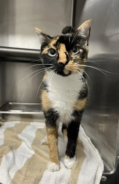 A young medium-sized female Domestic Short Hair cat named Jazzy for adoption in Augusta, GA