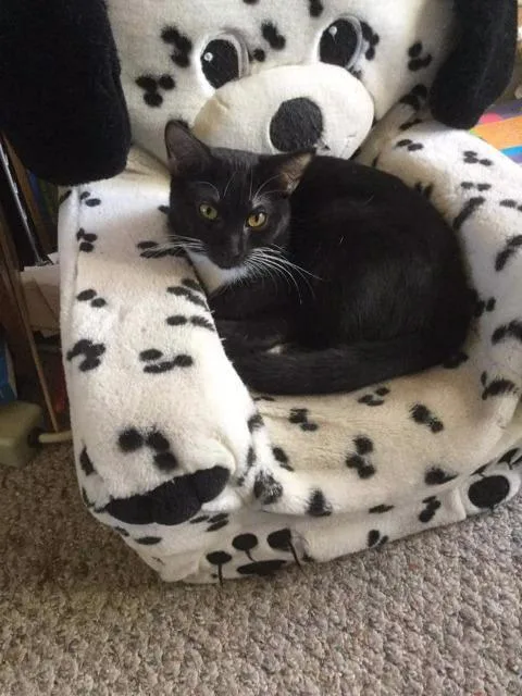 A senior small-sized female Domestic Short Hair cat named Haley for adoption in Ballwin, MO