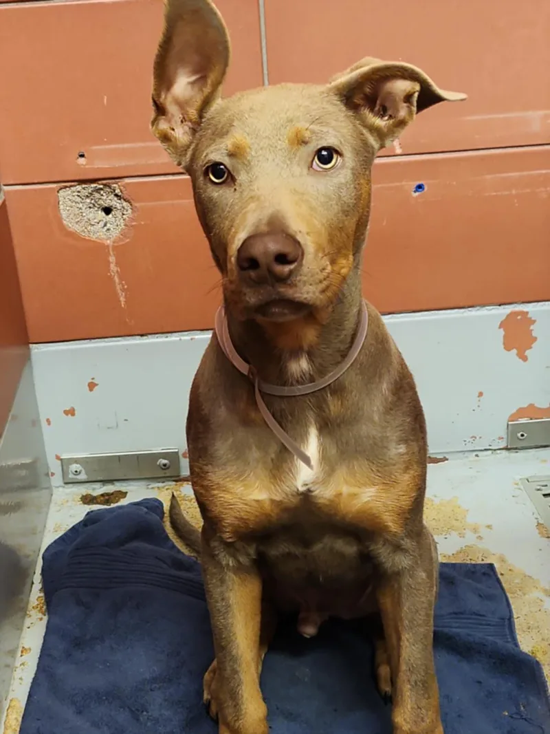 A baby medium-sized male Doberman Pinscher dog named Snikers for adoption in Houston, TX