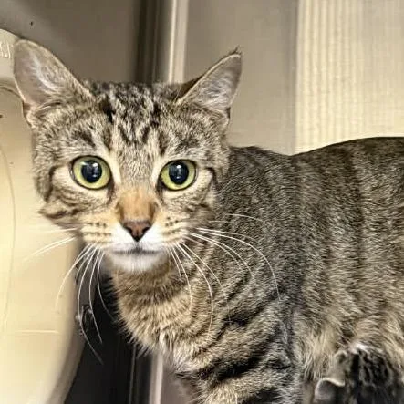 An adult small-sized female Torbie Domestic Short Hair cat named Sylvia for adoption in Caryville, TN