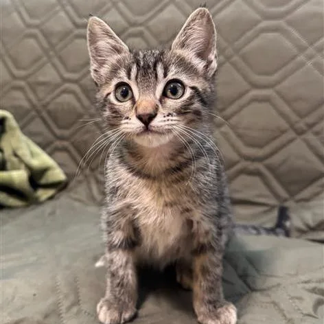 A baby small-sized male Domestic Short Hair cat named Galahad for adoption in Los Angeles, CA